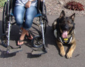 activedogs Wheelchair Pulling Leash
