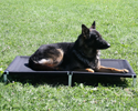 Raised Dog Bed with Ballistic Cover