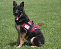 Search & Rescue Style Dog Vest