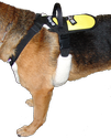 Service Dog Pulling & Balance Harness