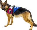 Patriotic Service Dog Mesh Vest